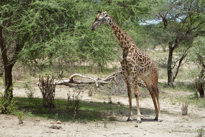 3 Days Serengeti & Ngorongoro Group Camping Safari - Two famous parks, one tight three-day plan