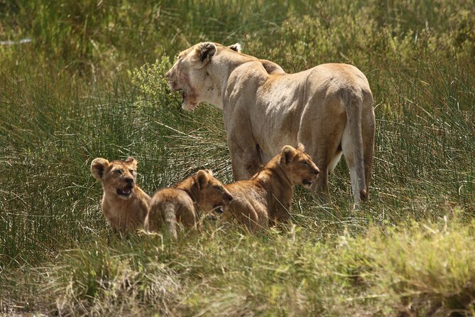 3 Days Serengeti & Ngorongoro Group Camping Safari - Day 3: The Ngorongoro Crater floor