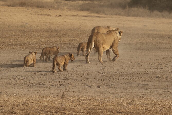 3 Days Serengeti & Ngorongoro Group Camping Safari - What camping is really like on this trip