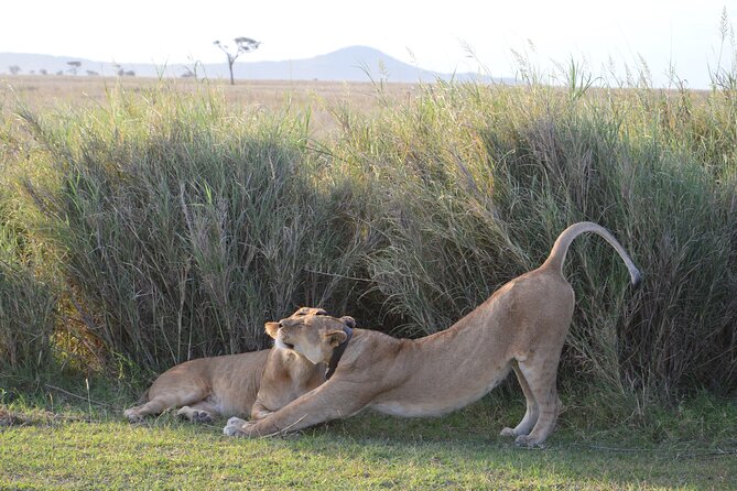 3 Days Serengeti & Ngorongoro Group Camping Safari - Meals, transfers, and the useful practical details