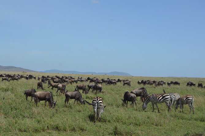 3 Days Serengeti & Ngorongoro Group Camping Safari - Who will enjoy this safari most