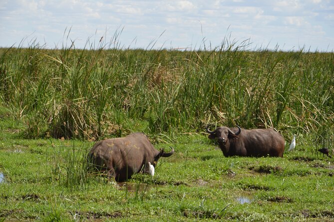 3 Days Serengeti & Ngorongoro Group Camping Safari - How the experience has performed for past guests