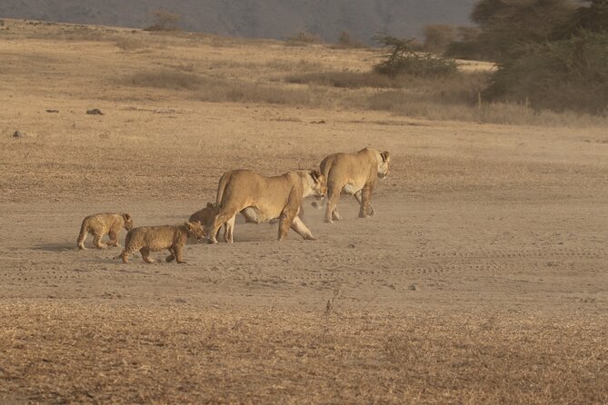 3 Days Serengeti & Ngorongoro Group Camping Safari - Day 1: From Arusha to the open plains of the Serengeti