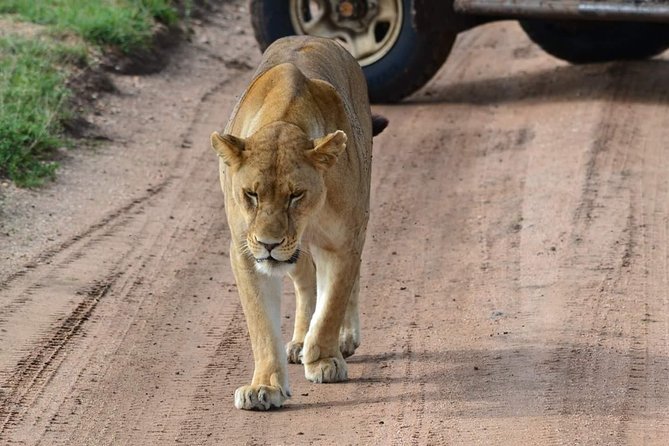 3 Days Serengeti & Ngorongoro Tour - Day two: more game viewing, then the crater rim