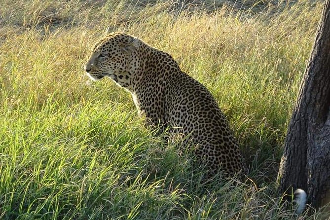 3 Days Serengeti & Ngorongoro Tour - Day three: an early start inside Ngorongoro Crater