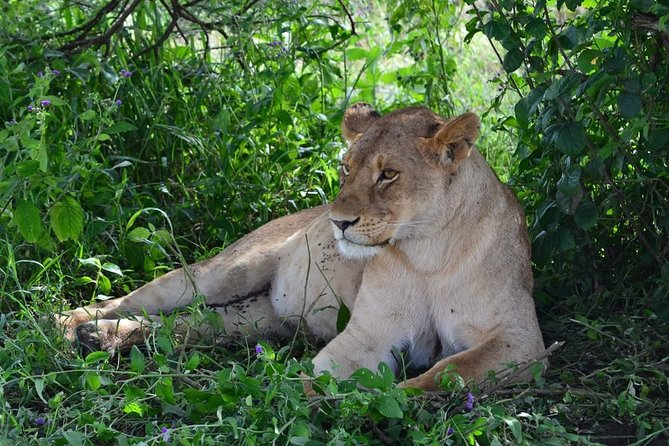 3 Days Serengeti & Ngorongoro Tour - What the $800 price buys you in practical terms