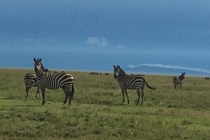 3 Days Serengeti & Ngorongoro Tour - Day one: the wide-open Serengeti