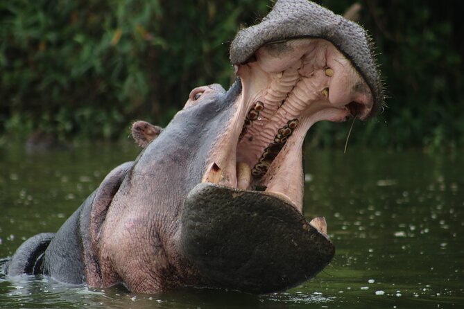 3 Days Tanzania Budget Group Joining Safari Tour - Day 3: Lake Manyara’s forest edge and birdlife