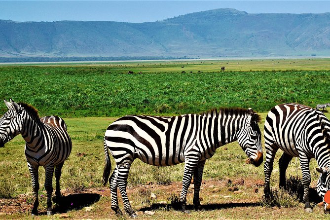 3 Days Tanzania Safari - Why this short safari works