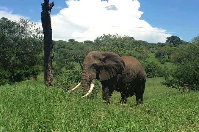 3 Days Tanzania Safari - What the safari vehicle and guide mean for you
