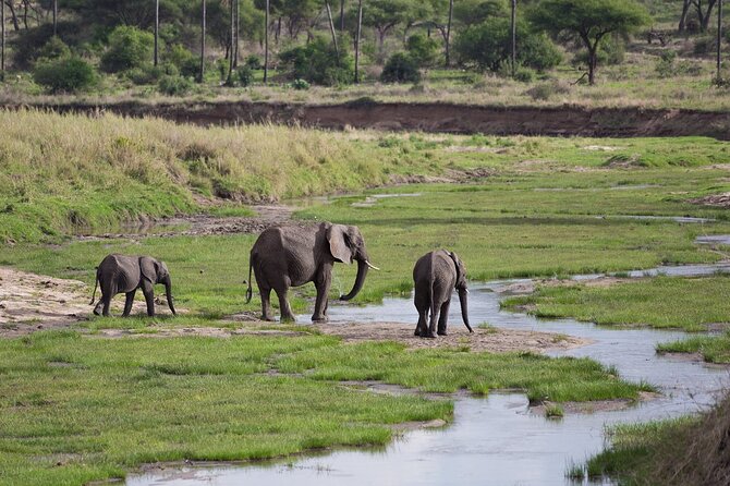 3 Days Tanzania Safari: Tarangire, Manyara and Ngorongoro Crater - The guides can shape the whole safari