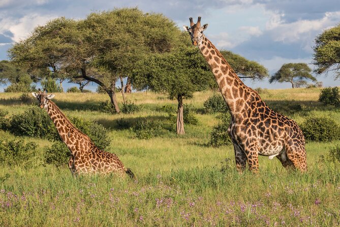 3 Days Tanzania Safari: Tarangire, Manyara and Ngorongoro Crater - What the praise tells you, and what it does not