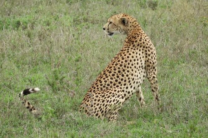 3 Days Tanzania Safari Tarangire, Manyara, & Ngorongoro Crater. - Day one at Lake Manyara: forest, flamingos, and a long first drive