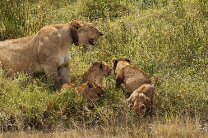 3 Days Tarangire, Ngorongoro & Lake Manyara Group Camping Safari - Three parks, three very different views of Tanzania