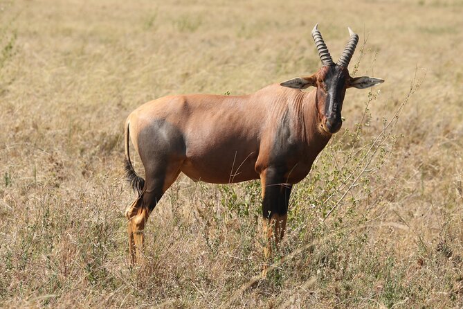 3 Days Tarangire, Ngorongoro & Lake Manyara Group Camping Safari - Day 3: Forest, hot springs, and Lake Manyara