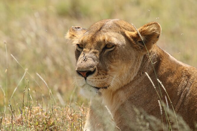 3 Days Tarangire, Ngorongoro & Lake Manyara Group Camping Safari - What camping and meals add to the value