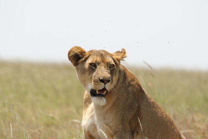 3 Days Tarangire, Ngorongoro & Lake Manyara Group Camping Safari - How the $700 price fits the experience