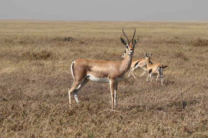 3 Days Tarangire, Ngorongoro & Lake Manyara Group Camping Safari - Who should book this three-day safari
