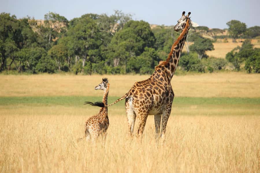 3 days Tsavo East and Amboseli safari from Diani/Mombasa - Two parks, one busy but rewarding route