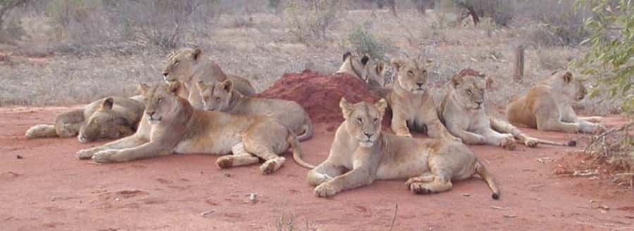 3 days Tsavo East and Amboseli safari from Diani/Mombasa - The first sunset game drive in Tsavo East