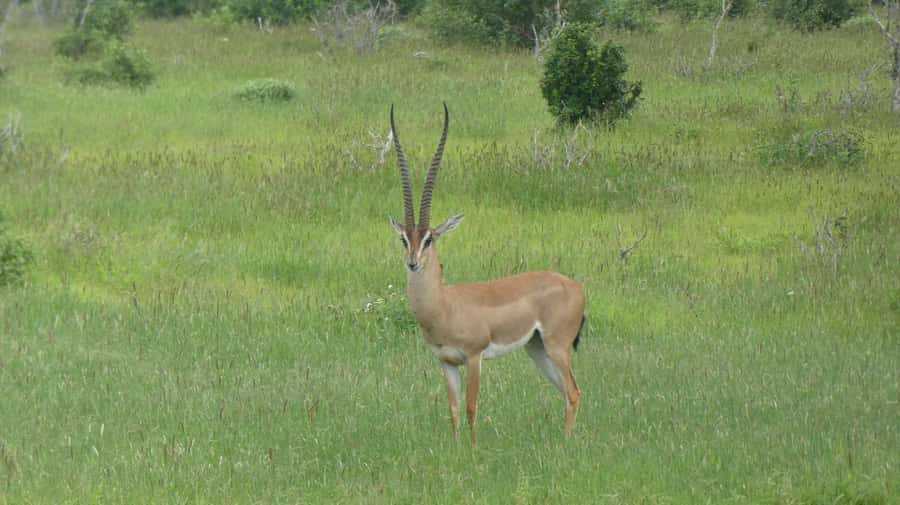 3 days Tsavo East and Amboseli safari from Diani/Mombasa - What the $1,065 price really covers