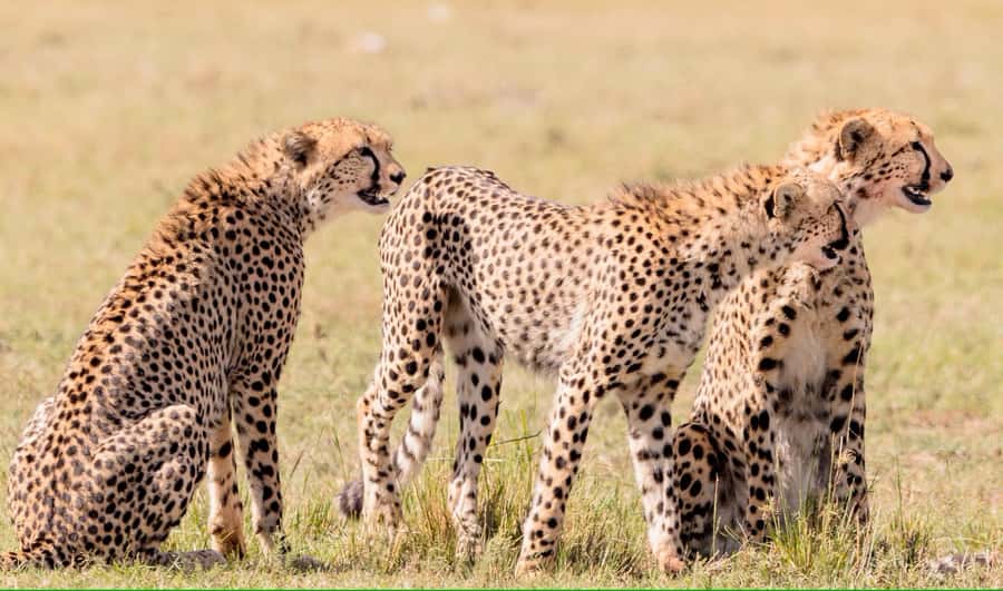 3 days Tsavo East and Amboseli safari from Diani/Mombasa - Lunch and a proper break at the Tsavo lodge