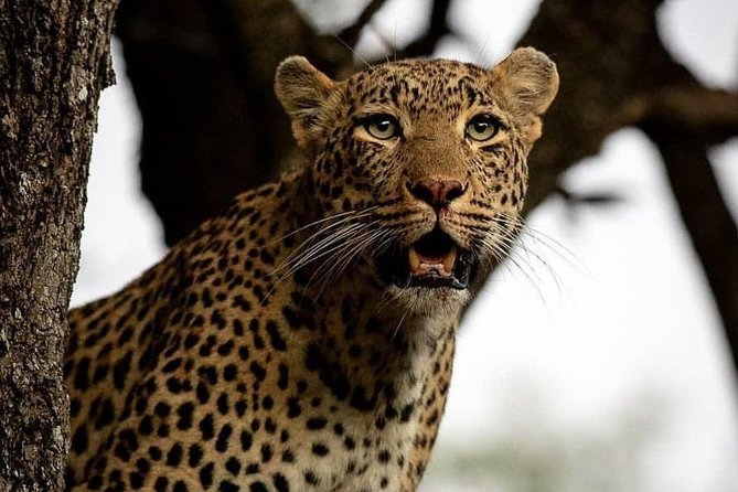 3 Days Unique safari Selous Game Reserve Tanzania - Why This Three-Day Selous Safari Works