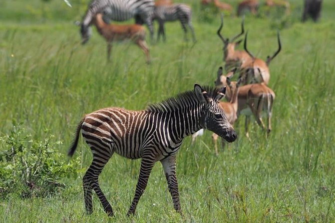 3 Days Unique safari Selous Game Reserve Tanzania - Day Two: Nine Hours Across a Vast Reserve