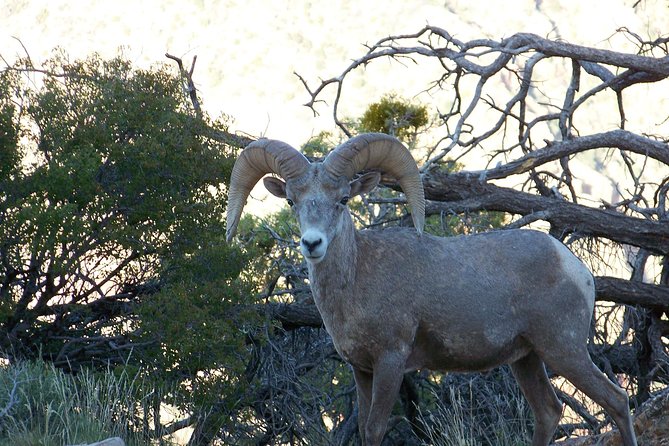 3 Hour Back-Road Safari to Grand Canyon with Entrance Gate By-Pass at 9:30 am - What $130 gets you