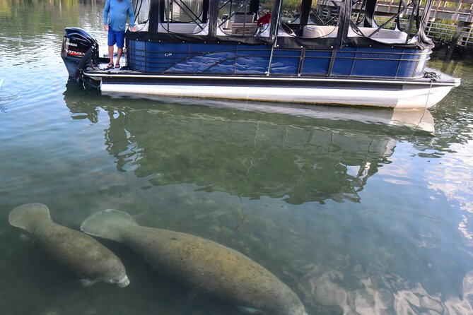 3 Hour See Crystal River Wildlife Safari Boat Cruise - Key points to know before you book