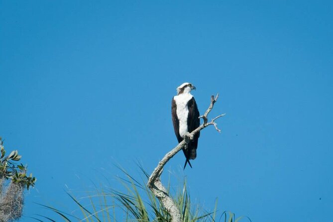 3 Hour See Crystal River Wildlife Safari Boat Cruise - The Crystal River Archaeological site from the water