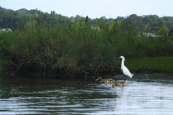 3 Hour See Crystal River Wildlife Safari Boat Cruise - Choosing a morning or afternoon departure