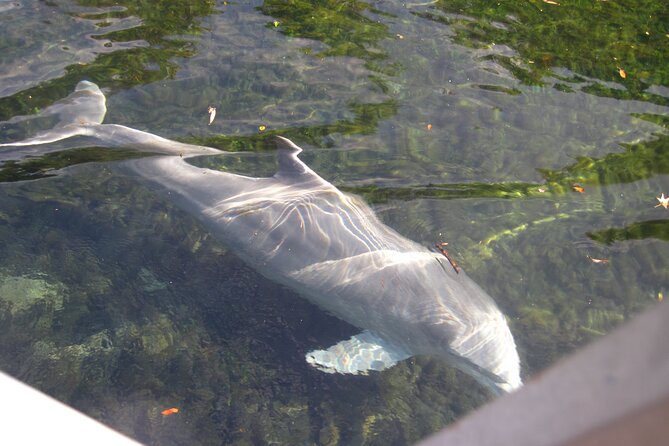 3 Hour See Crystal River Wildlife Safari Boat Cruise - What the boat setup means for comfort