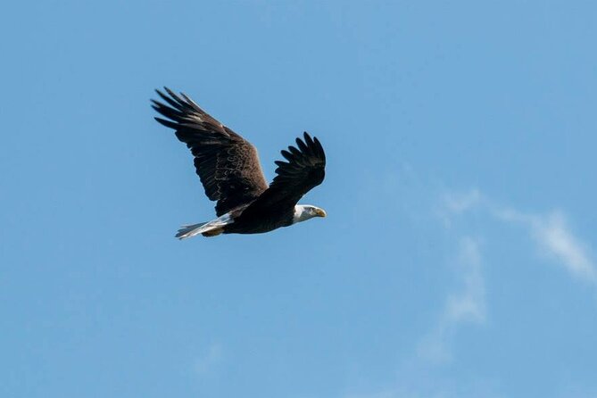 3 Hour See Crystal River Wildlife Safari Boat Cruise - The captains are a major part of the experience