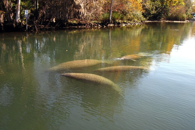 3 Hour See Crystal River Wildlife Safari Boat Cruise - Is $64.95 a fair price?