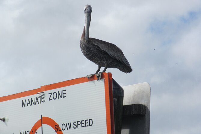 3 Hour See Crystal River Wildlife Safari Boat Cruise - Manatees are the main attraction, but nature sets the schedule