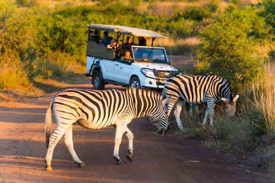 3-Hour Shared Game Drive in Pilanesberg National Park - The real price: $56 plus park charges