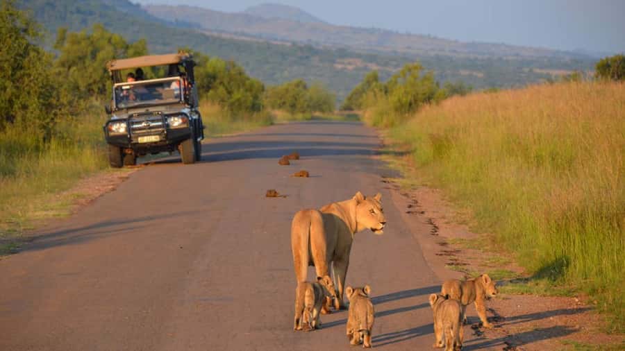 3-Hour Shared Game Drive in Pilanesberg National Park - Who will get the most from this safari