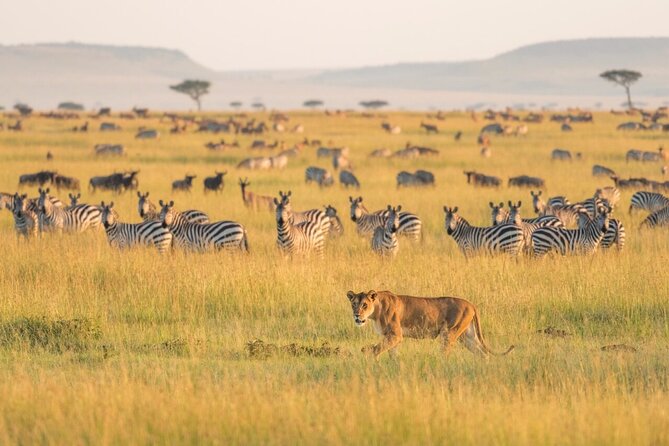 4-Day Budget Tarangire, Serengeti, Ngorongoro Safari Guided Tour - Key points before you book