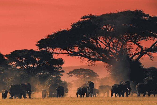 4-Day Budget Tarangire, Serengeti, Ngorongoro Safari Guided Tour - Day 1: Tarangire and the permanent river