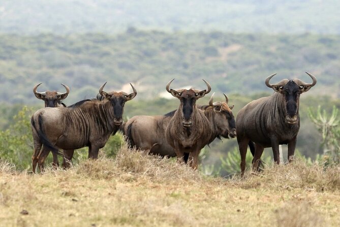4-Day fascinating Camping Safari in Tanzania - Day one: elephants and baobabs in Tarangire