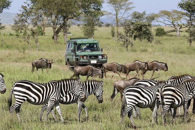 4-Day fascinating Camping Safari in Tanzania - Day three: from Seronera to the Ngorongoro rim