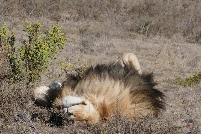 4 Day Garden Route Adventure & Safari - Day 3: Tsitsikamma and the Bloukrans Bridge