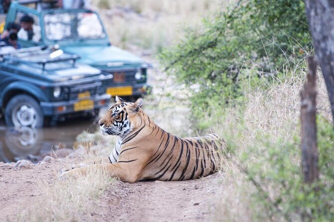 4 Day Golden Triangle with Ranthambore Tiger Safari Tour from Delhi - Key points to know before booking