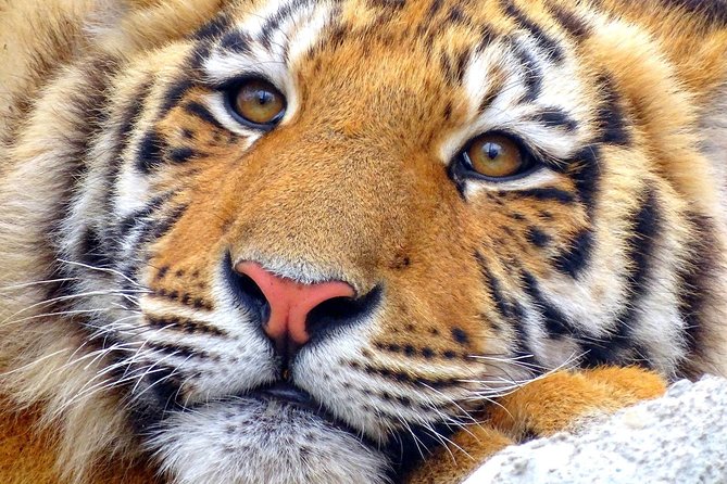 4 Day Golden Triangle with Ranthambore Tiger Safari Tour from Delhi - Day four: Jaipur’s forts, palaces, and astronomy