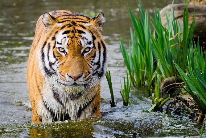 4 Day Golden Triangle with Ranthambore Tiger Safari Tour from Delhi - Day one: Delhi icons before the road to Agra