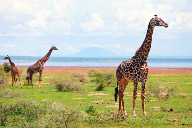 4 Day Great Migration Safari Serengeti & Ngorongoro Crater - Day four: down into Ngorongoro Crater