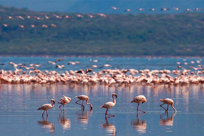 4 Day Great Migration Safari Serengeti & Ngorongoro Crater - Food, lodging, and the level of comfort