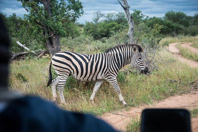 4 Day Lodge and Treehouse Kruger National Park Safari - From Johannesburg to the Lowveld on day one