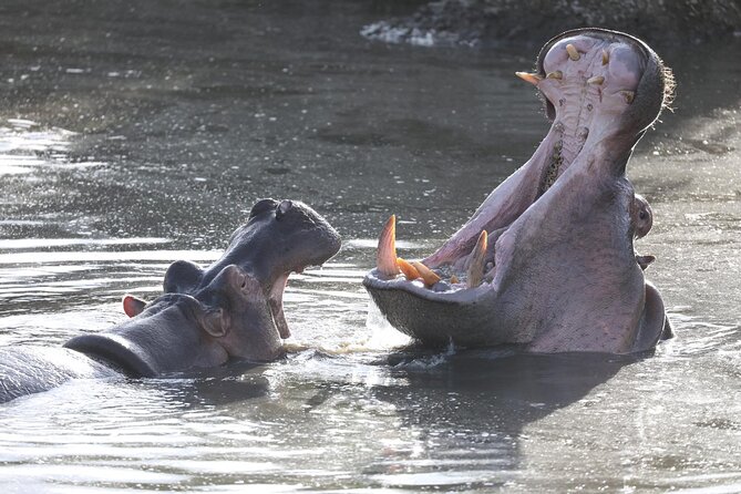 4-Day Lodge Private Tour to Tarangire, Serengeti and Ngorongoro - The value of $900